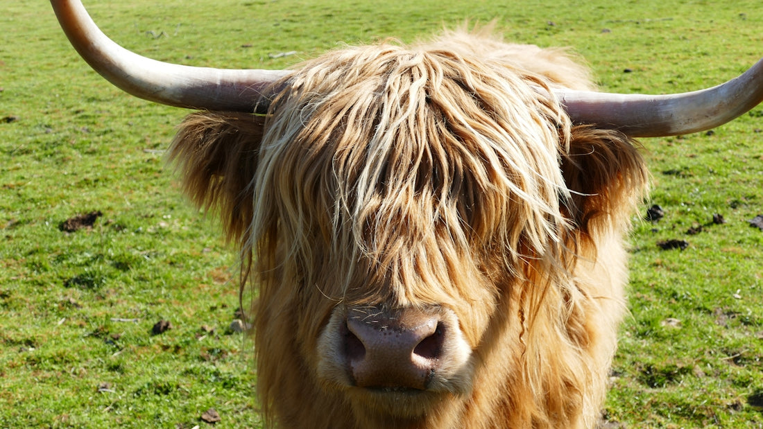 brown cow on green grass field during daytime