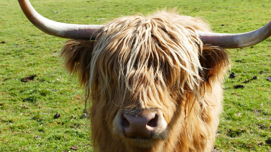 brown cow on green grass field during daytime