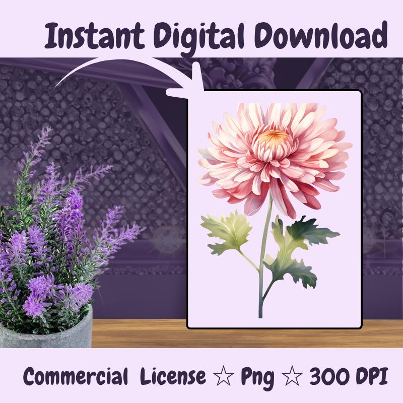 November Birth Flower PNG | Chrysanthemum Clipart | Fall Floral PNG for Sublimation, Stickers, Cards | 300 DPI Transparent Download
