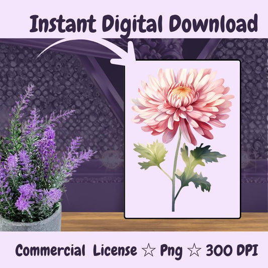 November Birth Flower PNG | Chrysanthemum Clipart | Fall Floral PNG for Sublimation, Stickers, Cards | 300 DPI Transparent Download